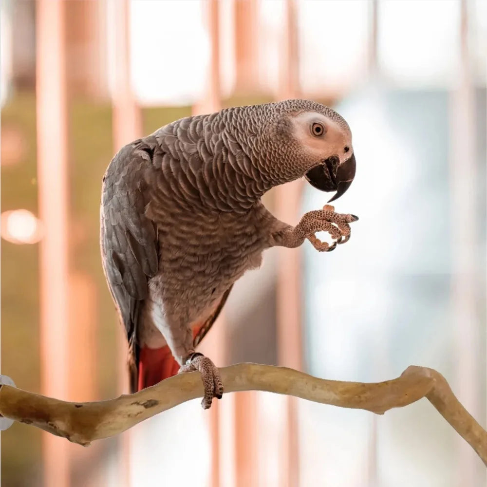 Natural Wooden Perch – Climbing & Paw-Grinding Stand for Birds