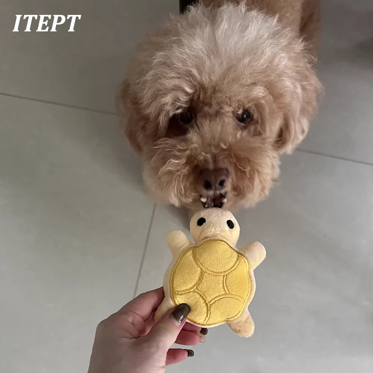 Tiny Turtle™ Squeaky Plush – Teething Toy for Puppies & Small Dogs